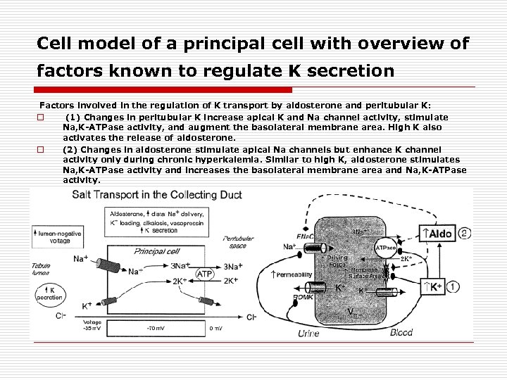 Cell model of a principal cell with overview of factors known to regulate K