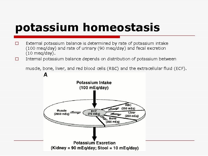potassium homeostasis o o External potassium balance is determined by rate of potassium intake