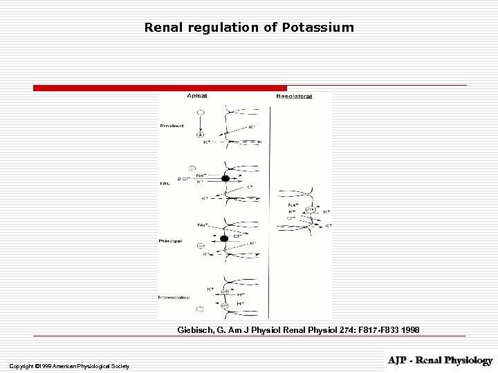 Renal regulation of Potassium Giebisch, G. Am J Physiol Renal Physiol 274: F 817