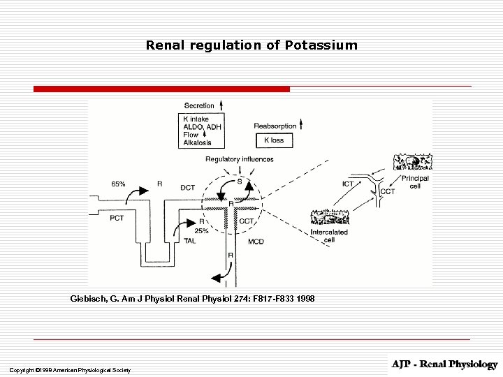 Renal regulation of Potassium Giebisch, G. Am J Physiol Renal Physiol 274: F 817