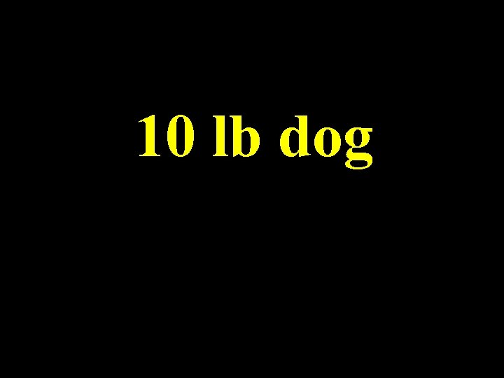 10 lb dog 