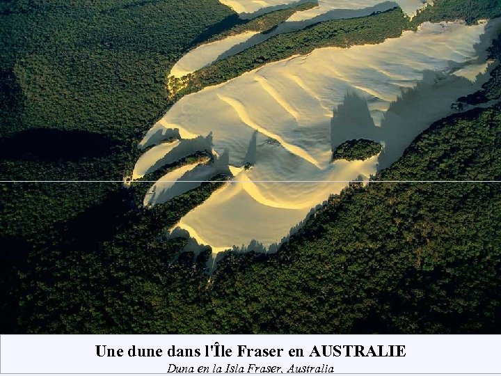 Une dune dans l'Île Fraser en AUSTRALIE Duna en la Isla Fraser, Australia 
