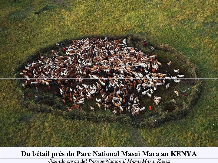 Du bétail près du Parc National Masai Mara au KENYA Ganado cerca del Parque