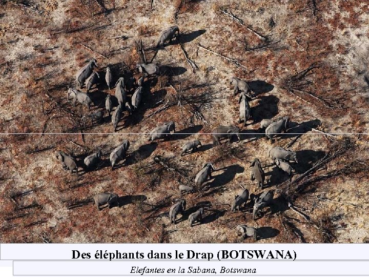 Des éléphants dans le Drap (BOTSWANA) Elefantes en la Sabana, Botswana 