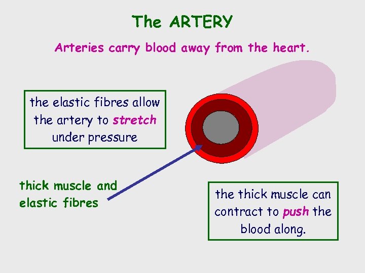The ARTERY Arteries carry blood away from the heart. the elastic fibres allow the
