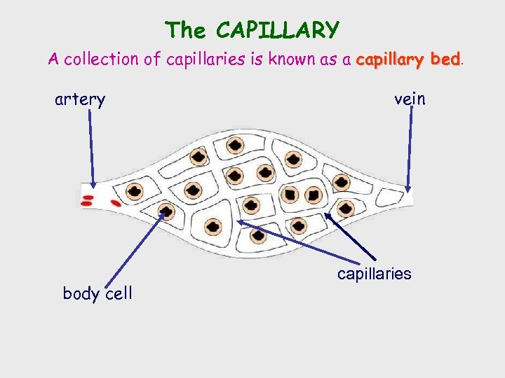 The CAPILLARY A collection of capillaries is known as a capillary bed artery body