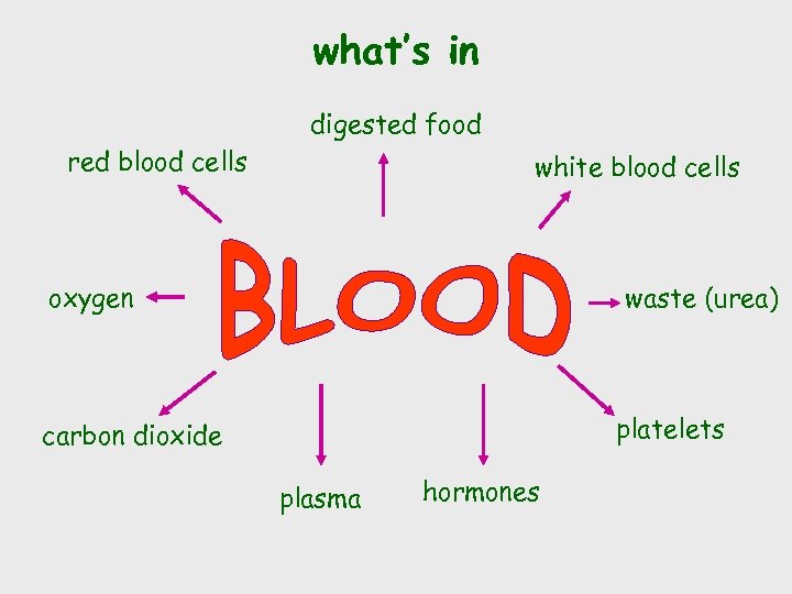 what’s in digested food red blood cells white blood cells oxygen waste (urea) platelets