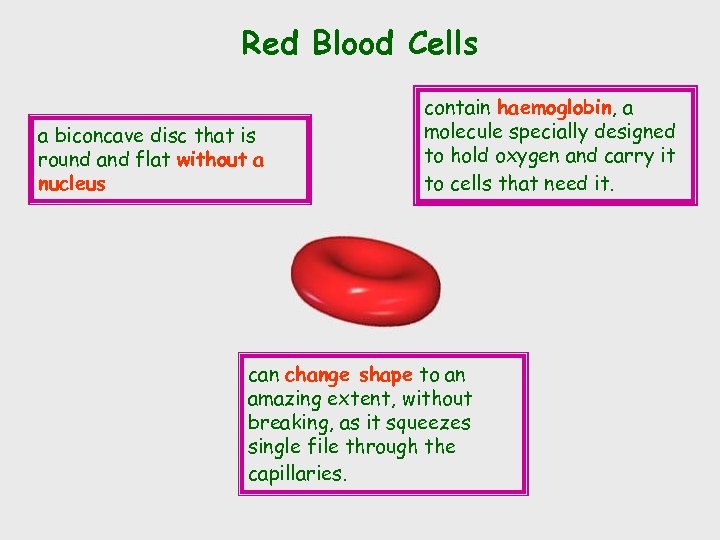 Red Blood Cells a biconcave disc that is round and flat without a nucleus