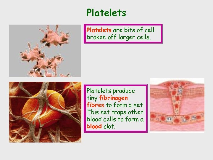 Platelets are bits of cell broken off larger cells. Platelets produce tiny fibrinogen fibres