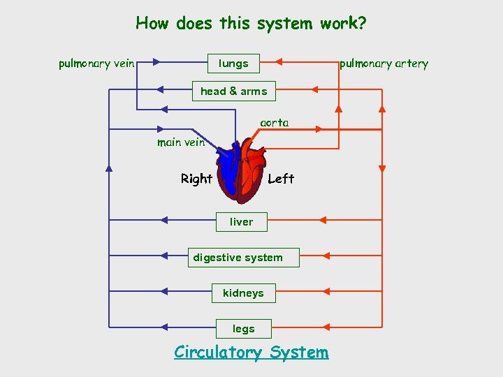 How does this system work? pulmonary vein pulmonary artery lungs head & arms aorta