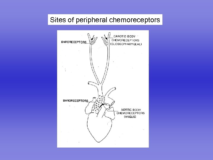 Sites of peripheral chemoreceptors 