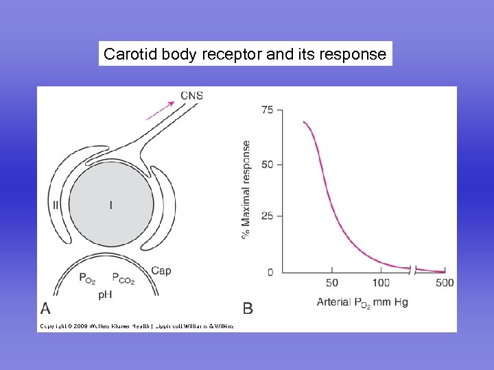 Carotid body receptor and its response 