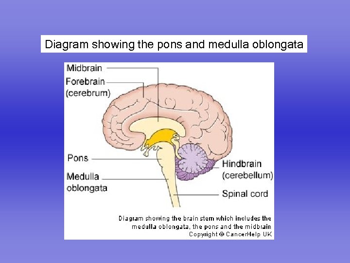 Diagram showing the pons and medulla oblongata 