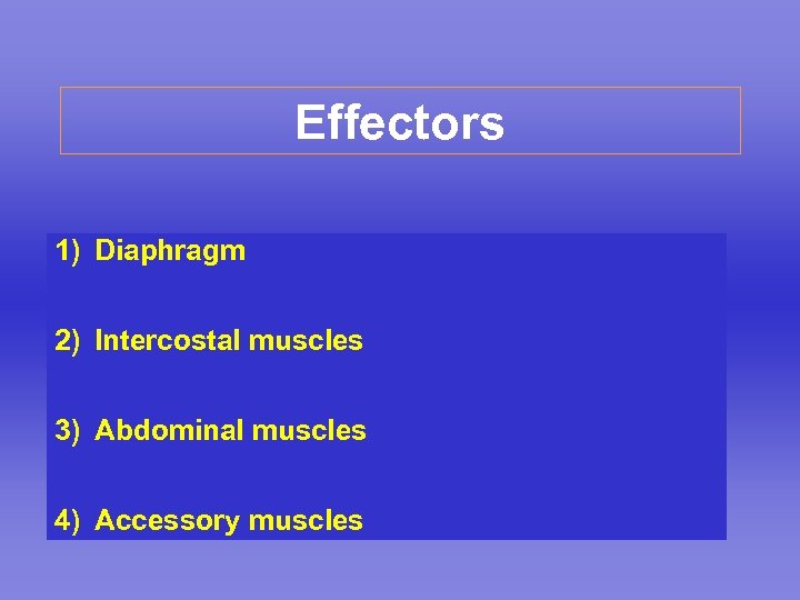 Effectors 1) Diaphragm 2) Intercostal muscles 3) Abdominal muscles 4) Accessory muscles 