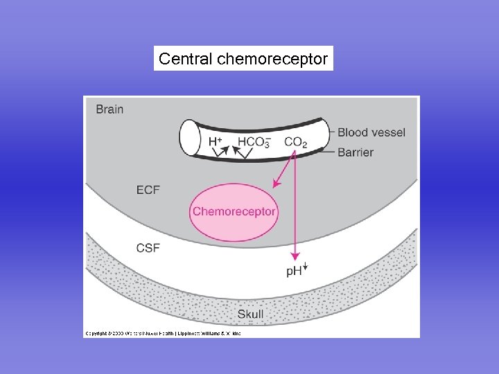 Central chemoreceptor 