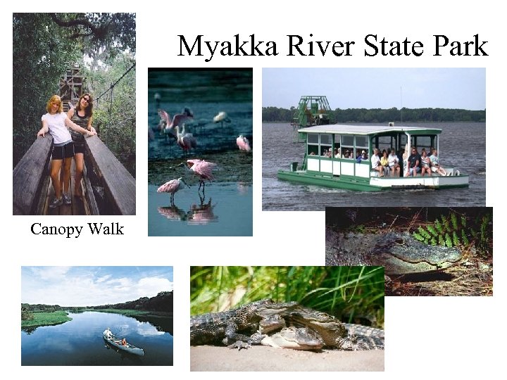 Myakka River State Park Canopy Walk 