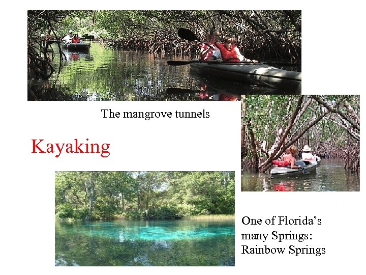 The mangrove tunnels Kayaking One of Florida’s many Springs: Rainbow Springs 