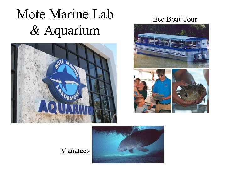 Mote Marine Lab & Aquarium Manatees Eco Boat Tour 