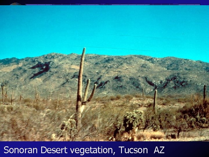 Sonoran Desert vegetation, Tucson AZ 