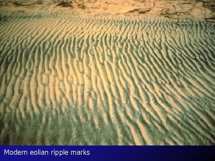 Modern eolian ripple marks 