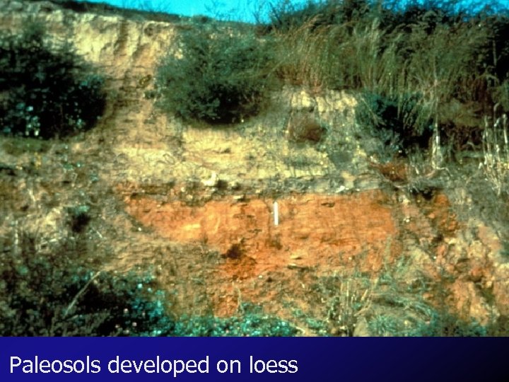 Paleosols developed on loess 