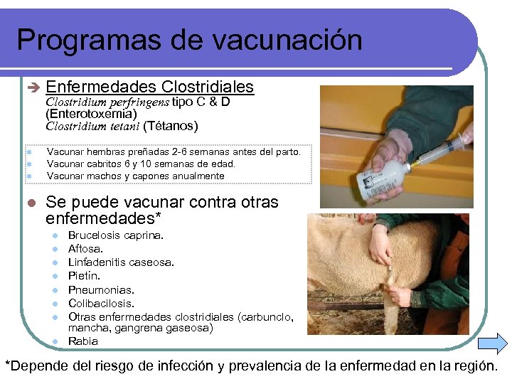 Programas de vacunación è Enfermedades Clostridiales l Vacunar hembras preñadas 2 -6 semanas antes