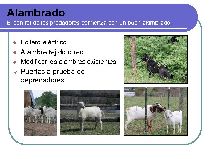 Alambrado El control de los predadores comienza con un buen alambrado. l Bollero eléctrico.