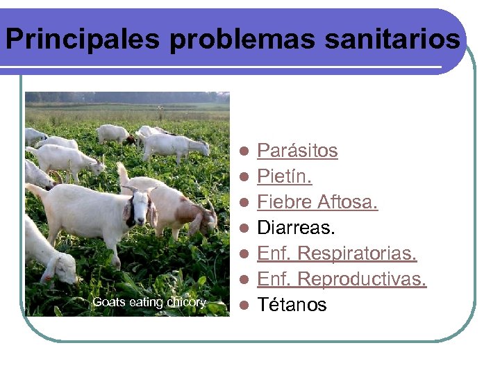 Principales problemas sanitarios l l l Goats eating chicory l Parásitos Pietín. Fiebre Aftosa.