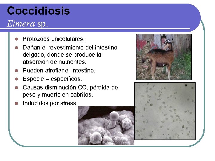 Coccidiosis Eimera sp. l l l Protozoos unicelulares. Dañan el revestimiento del intestino delgado,
