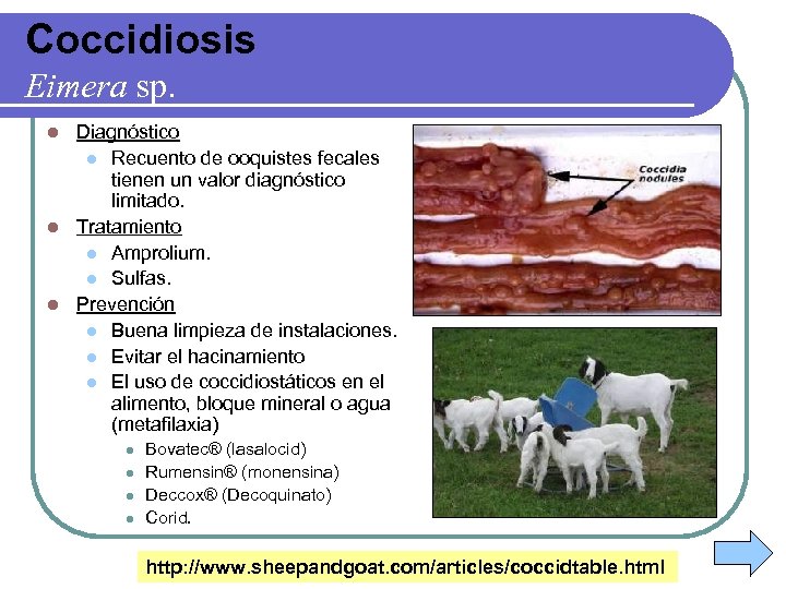 Coccidiosis Eimera sp. Diagnóstico l Recuento de ooquistes fecales tienen un valor diagnóstico limitado.