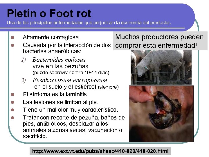 Pietín o Foot rot Una de las principales enfermedades que perjudican la economía del