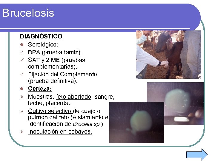 Brucelosis DIAGNÓSTICO l Serológico: ü BPA (prueba tamiz). ü SAT y 2 ME (pruebas