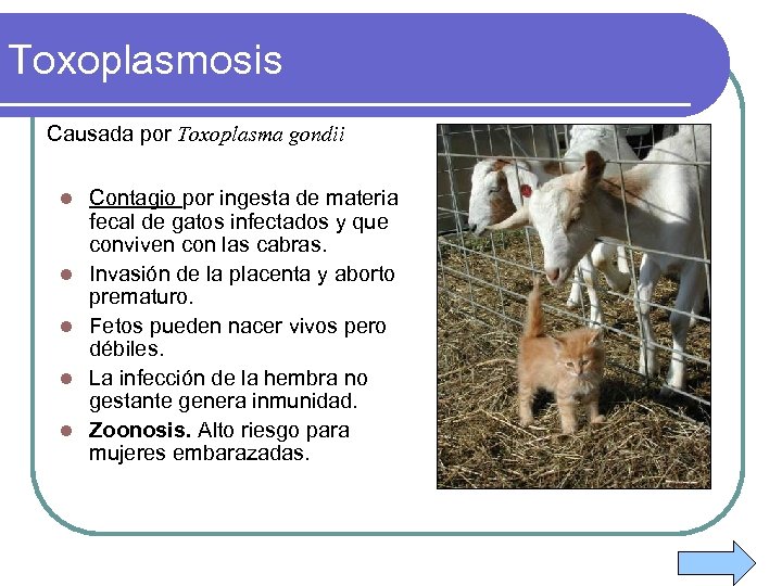 Toxoplasmosis Causada por Toxoplasma gondii l l l Contagio por ingesta de materia fecal