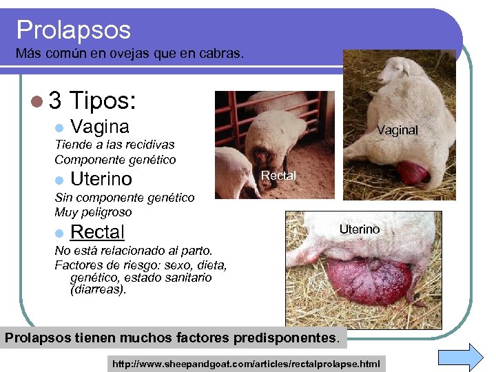 Prolapsos Más común en ovejas que en cabras. l 3 l Tipos: Vaginal Tiende