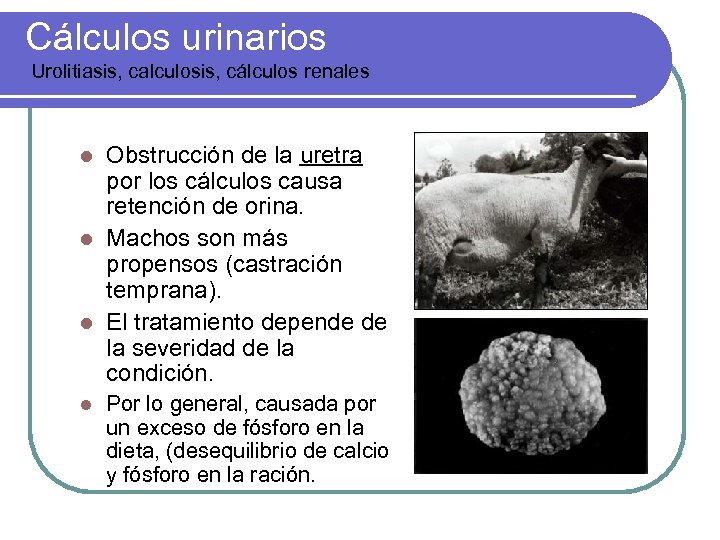 Cálculos urinarios Urolitiasis, calculosis, cálculos renales Obstrucción de la uretra por los cálculos causa