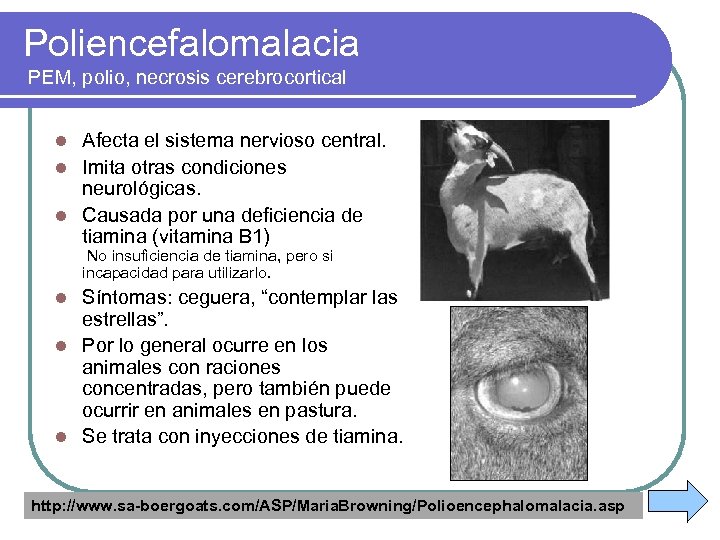 Poliencefalomalacia PEM, polio, necrosis cerebrocortical Afecta el sistema nervioso central. l Imita otras condiciones
