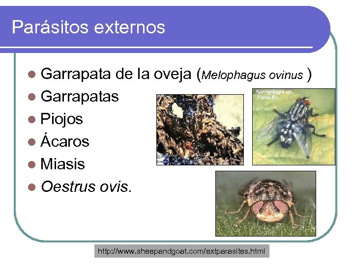 Parásitos externos l Garrapata de la oveja (Melophagus ovinus ) l Garrapatas l Piojos
