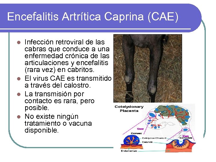 Encefalitis Artrítica Caprina (CAE) Infección retroviral de las cabras que conduce a una enfermedad