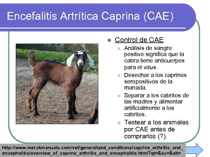 Encefalitis Artrítica Caprina (CAE) l Control de CAE l l Análisis de sangre positivo