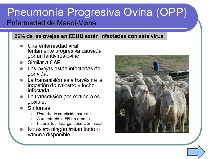 Pneumonía Progresiva Ovina (OPP) Enfermedad de Maedi-Visna 26% de las ovejas en EEUU están