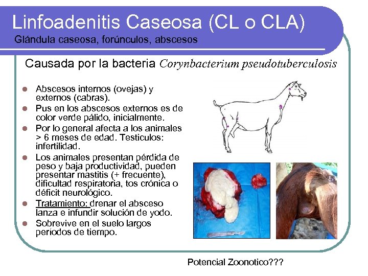 Linfoadenitis Caseosa (CL o CLA) Glándula caseosa, forúnculos, abscesos Causada por la bacteria Corynbacterium