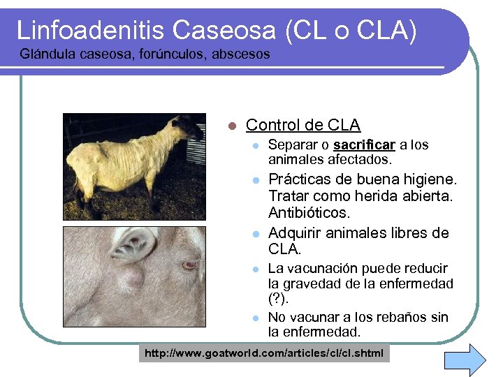 Linfoadenitis Caseosa (CL o CLA) Glándula caseosa, forúnculos, abscesos l Control de CLA l
