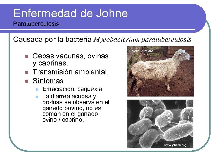 Enfermedad de Johne Paratuberculosis Causada por la bacteria Mycobacterium paratuberculosis Cepas vacunas, ovinas y