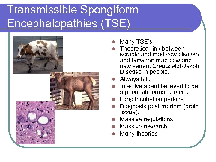 Transmissible Spongiform Encephalopathies (TSE) l l l l l Many TSE’s Theoretical link between