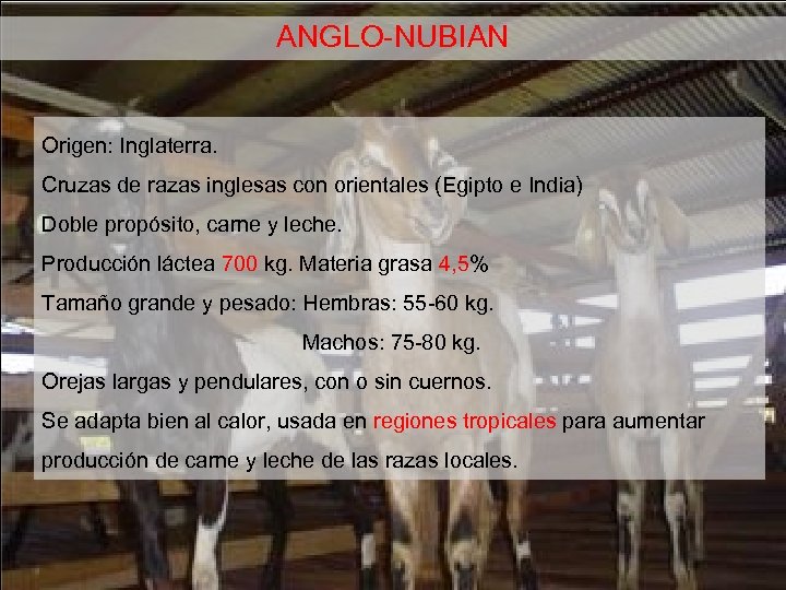 ANGLO-NUBIAN Origen: Inglaterra. Cruzas de razas inglesas con orientales (Egipto e India) Doble propósito,