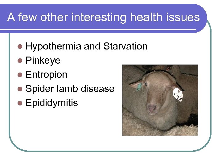 A few other interesting health issues l Hypothermia and Starvation l Pinkeye l Entropion