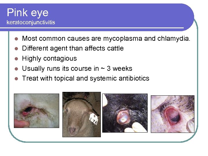 Pink eye keratoconjunctivitis l l l Most common causes are mycoplasma and chlamydia. Different