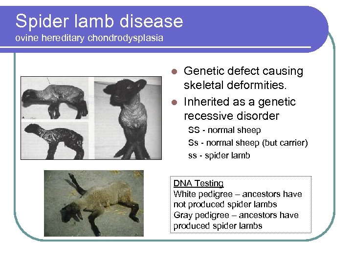 Spider lamb disease ovine hereditary chondrodysplasia Genetic defect causing skeletal deformities. l Inherited as