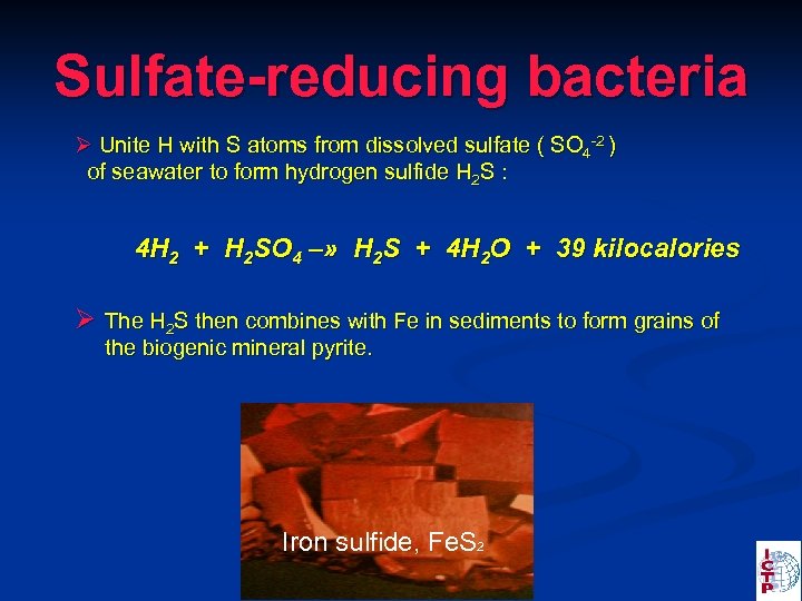 Sulfate-reducing bacteria Ø Unite H with S atoms from dissolved sulfate ( SO 4