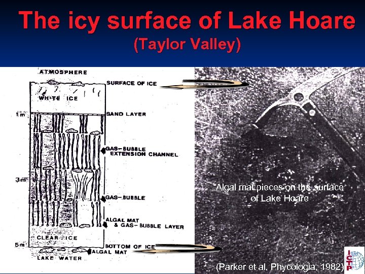 The icy surface of Lake Hoare (Taylor Valley) Algal mat pieces on the surface
